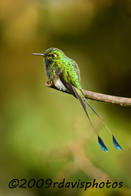 Booted Racquet-tail Hummingbird