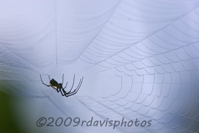 Orbweaver in Web