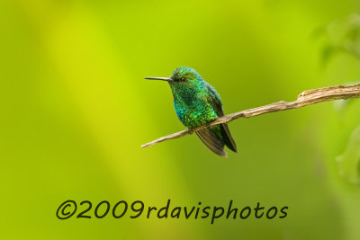 Western Emerald Hummingbird