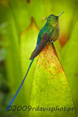 Violet-tailed Sylph Hummingbird