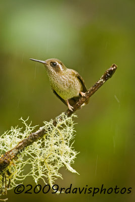 Speckled Hummingbird