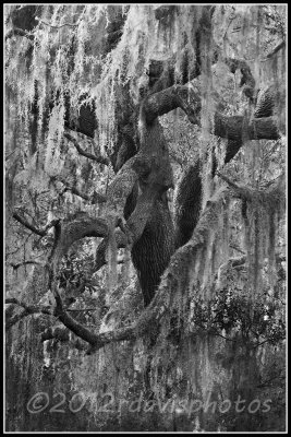 Live Oak Tree (Quircus virginiana)  and Spanish Moss