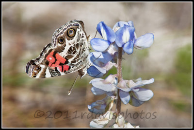 American Painted Lady on Sandhill Lupine