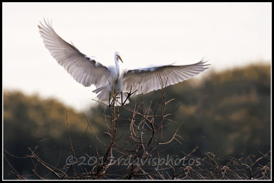 Great Egret 