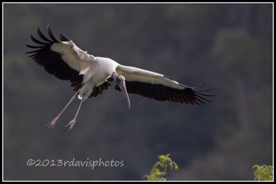 Wood Stork