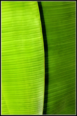 Banana Tree Leaf Abstract