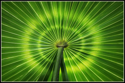 Palmetto Palm Frond