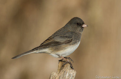 Junco ardoisé