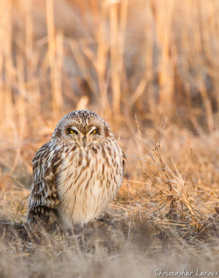 Hibou des marais