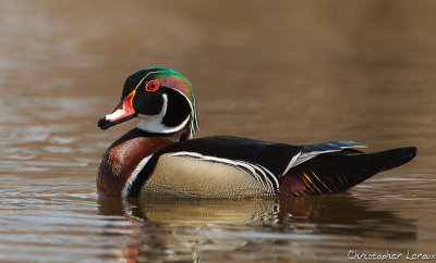 Canard Branchu