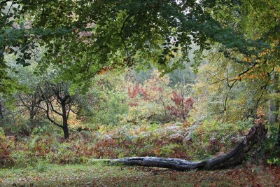 Autumn in Ashridge