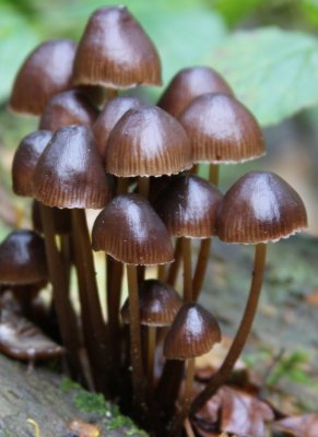 Woodland fungi