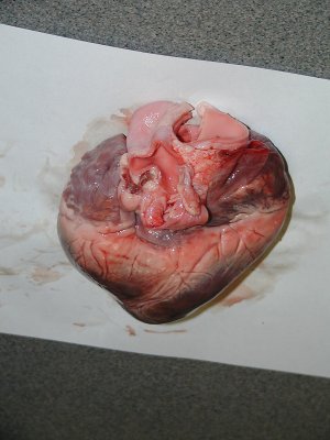 HEART LAB PICS