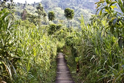 Path leading to the Ruboni Community Camp. 