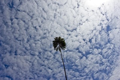 Sucker for a lone palm tree, interesting sky
