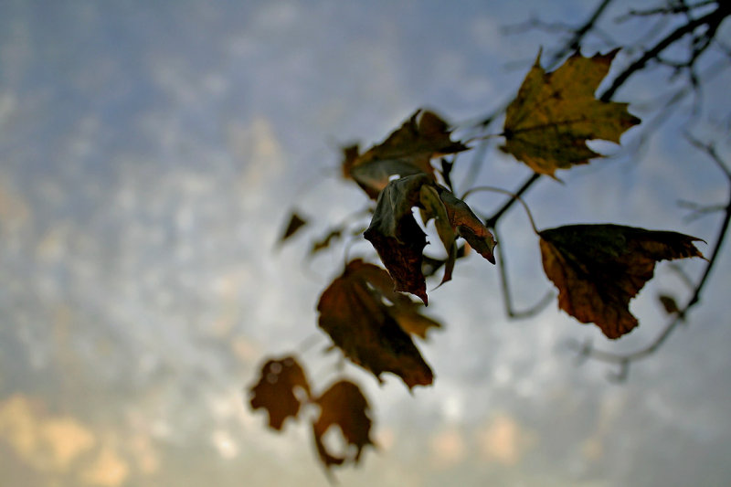 IMG_9006 Leaves *