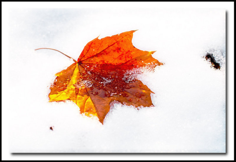 CR2_6235 Snowy leaf