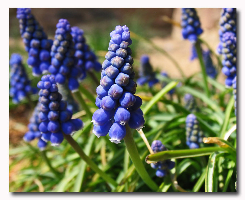 IMG_4081 Blue