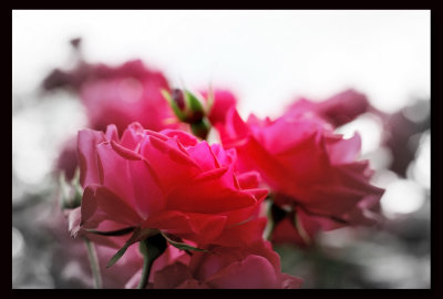 IMG_4891 Roses ...