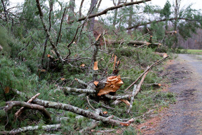 CR2_6141 Trees down