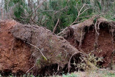 CR2_6139 Uprooted trees