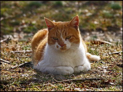 CR2_4071 Basking in the sun