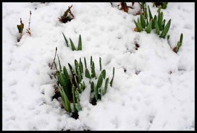 CR2_9678 Spring snow