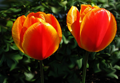 IMG_5639 Tulips