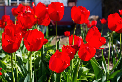 CR2_7421 Tulips