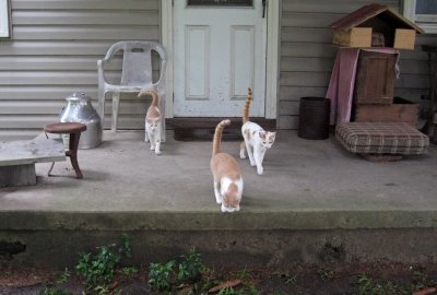Kittens ....