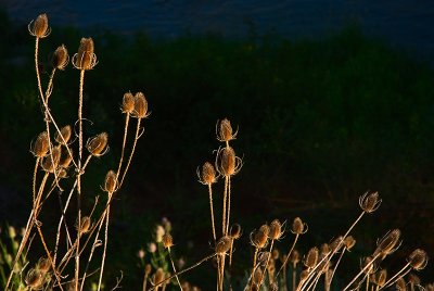 Teasels in First Light