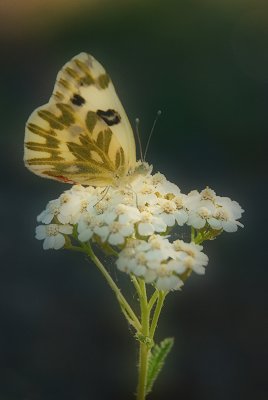 Backlit Beauty