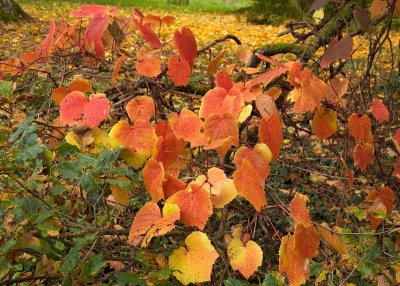 Batsford Arboretum, Gloucestershire