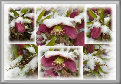 Helleborus Orientalis