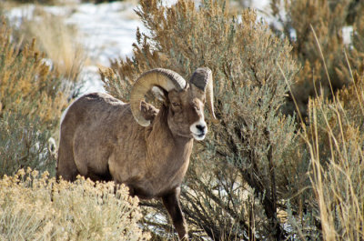 12-30-2012-sheep-120.jpg