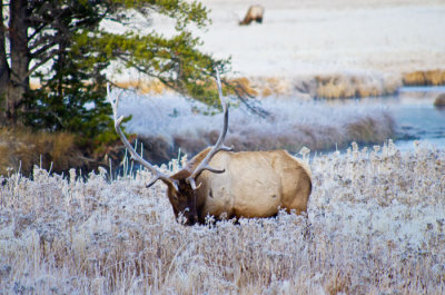 Frosty-elk--trees-90.jpg