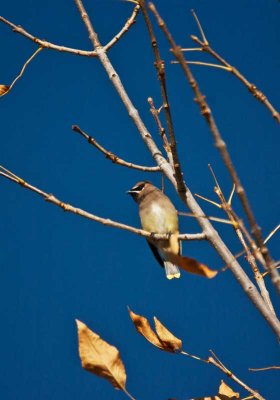 wyoming_birds