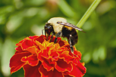 macro-bumblebee-37.jpg