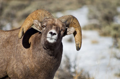 Big-Horn-Sheep-11-15-12-249.jpg
