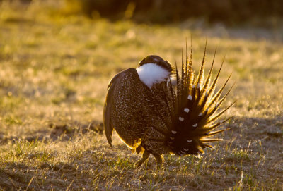 sage-grouse-3-6-13-382.jpg