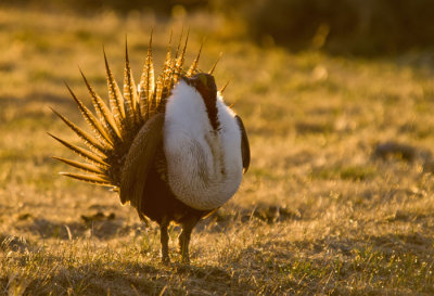 sage-grouse-3-6-13-411.jpg