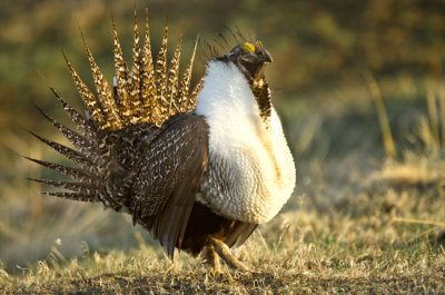 sage-grouse-3-6-13-896.jpg