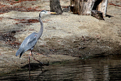 Big Blue on bank -s-looking for FISH--3-12-2013.jpg