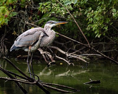 Blue Heron -ii4 CROP mk ii s .jpg