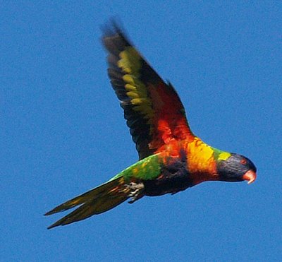 Rainbow Lorikeet in flight