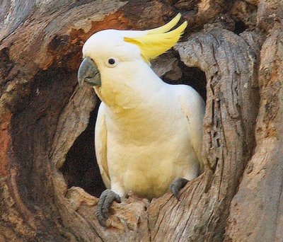 Sulphor-crested Cockatoo in nest