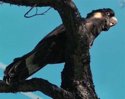 Yellow-tail Black Cockatoo on branch
