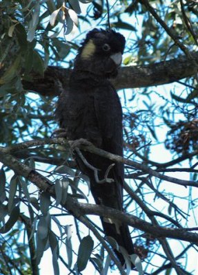 Yellow-tail Black Cockatoo