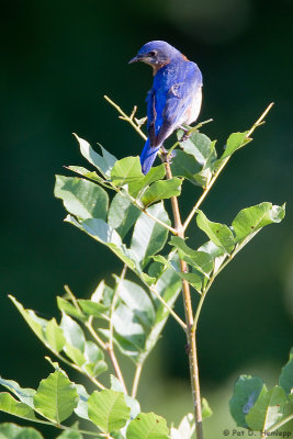 Bluebird looking back