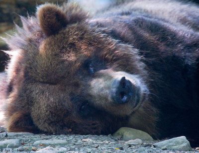 Resting bear